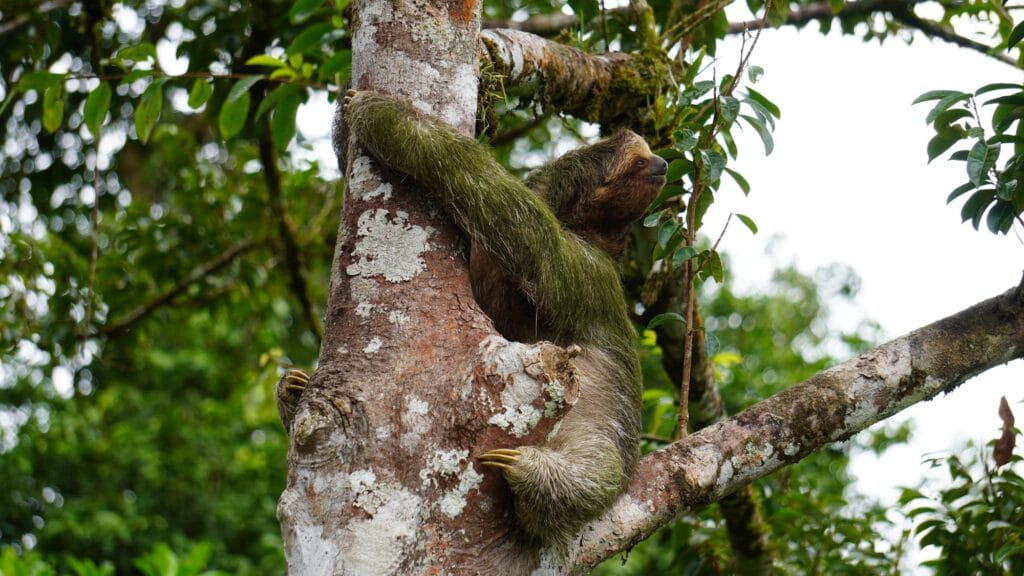 A brown-throated three-toed sloth climbing a trunk beside the Peñas Blancas river, La Fortuna, Costa Rica