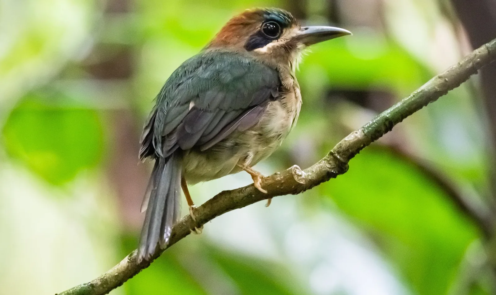 Tody Motmot perched on a thin branch in the rainforest understory, Bijagua, Costa Rica
