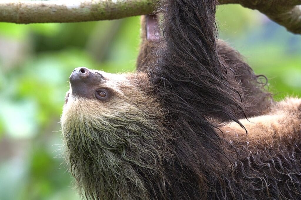 Hoffmann's two-toed sloth, blonder and with a longer face and no eye mask, in the rainforest near La Fortuna, Costa Rica