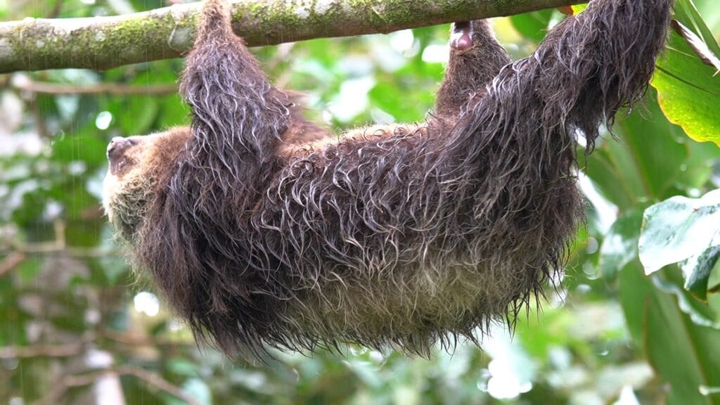 Two-toed sloth hanging in the rain in the Arenal rainforest, Costa Rica