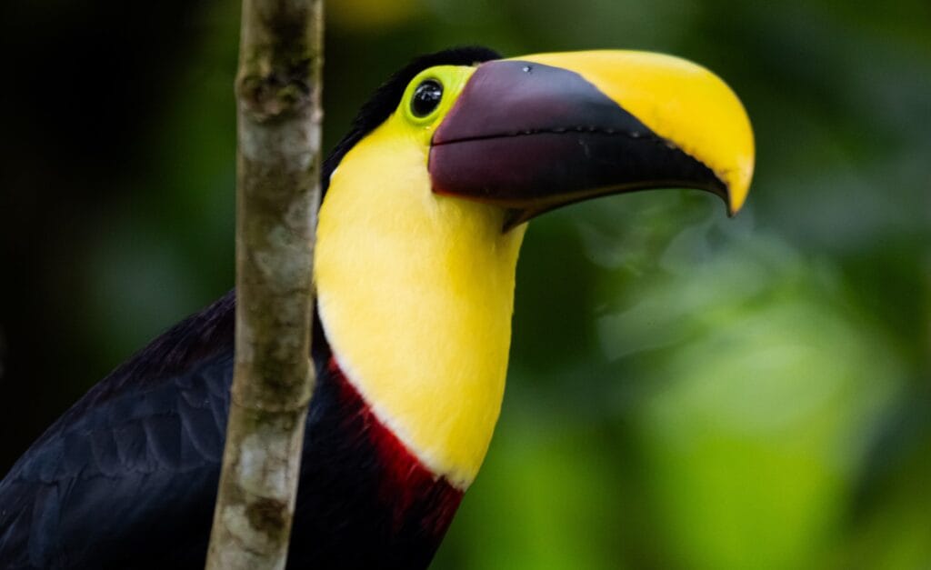 Wildlife in the Arenal rainforest near La Fortuna, Costa Rica