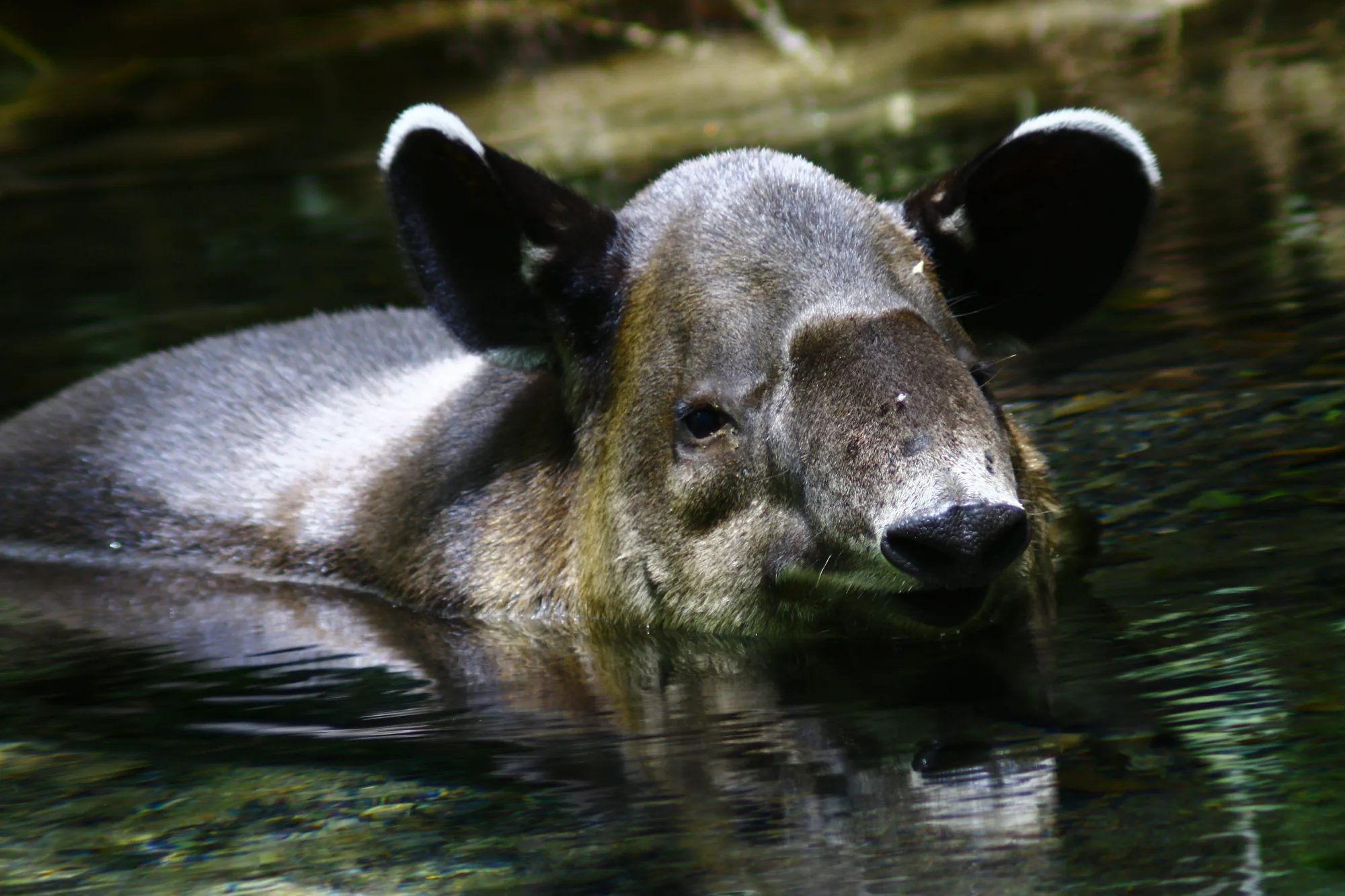 Baird's tapir (danta) bathing in a forest stream in the Tenorio rainforest, Guanacaste, Costa Rica