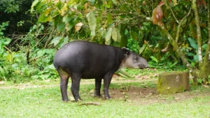 Baird's tapir (danta) at a forest edge near Bijagua between Tenorio and Miravalles, Guanacaste, Costa Rica