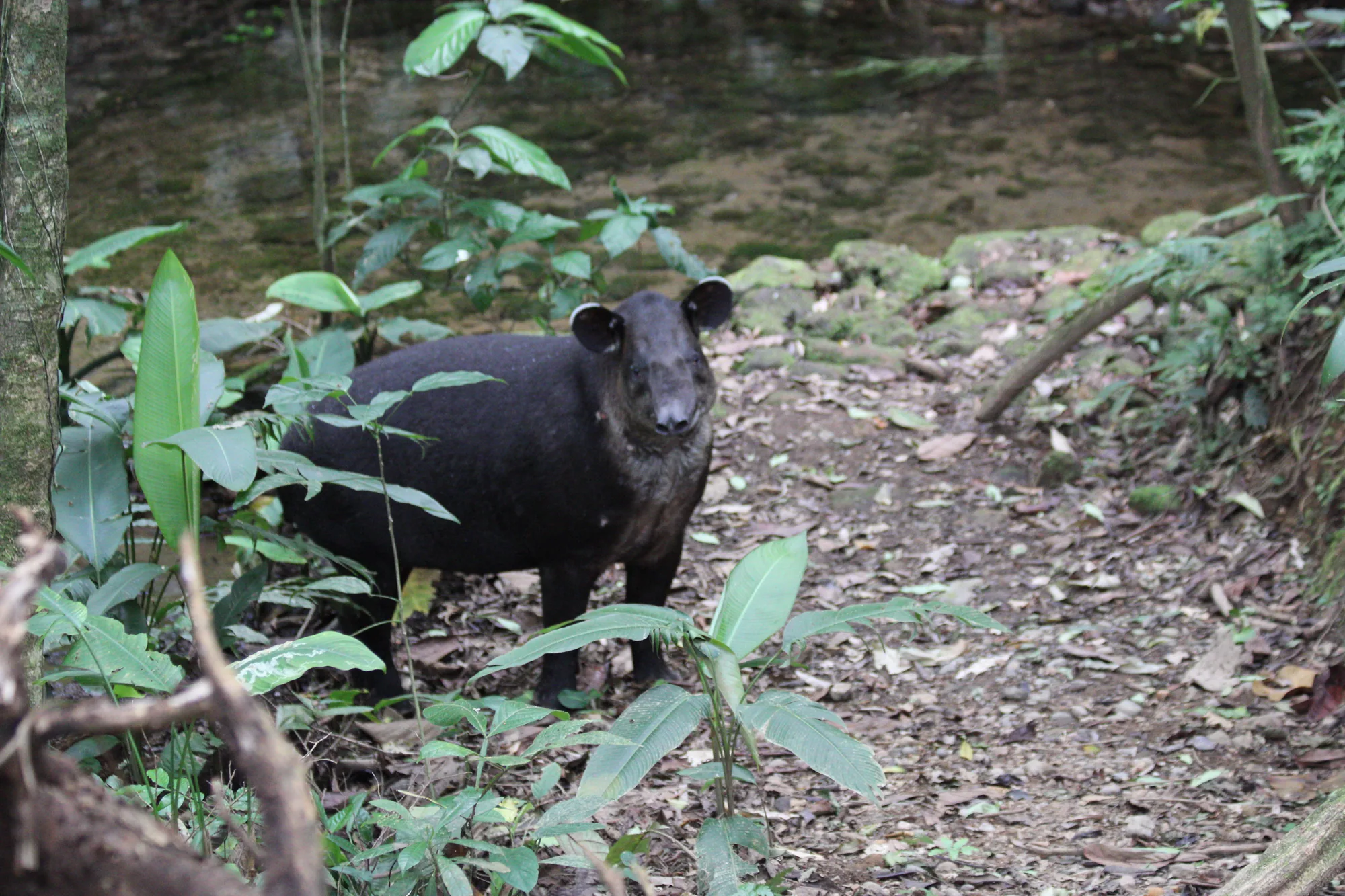 Baird's tapir