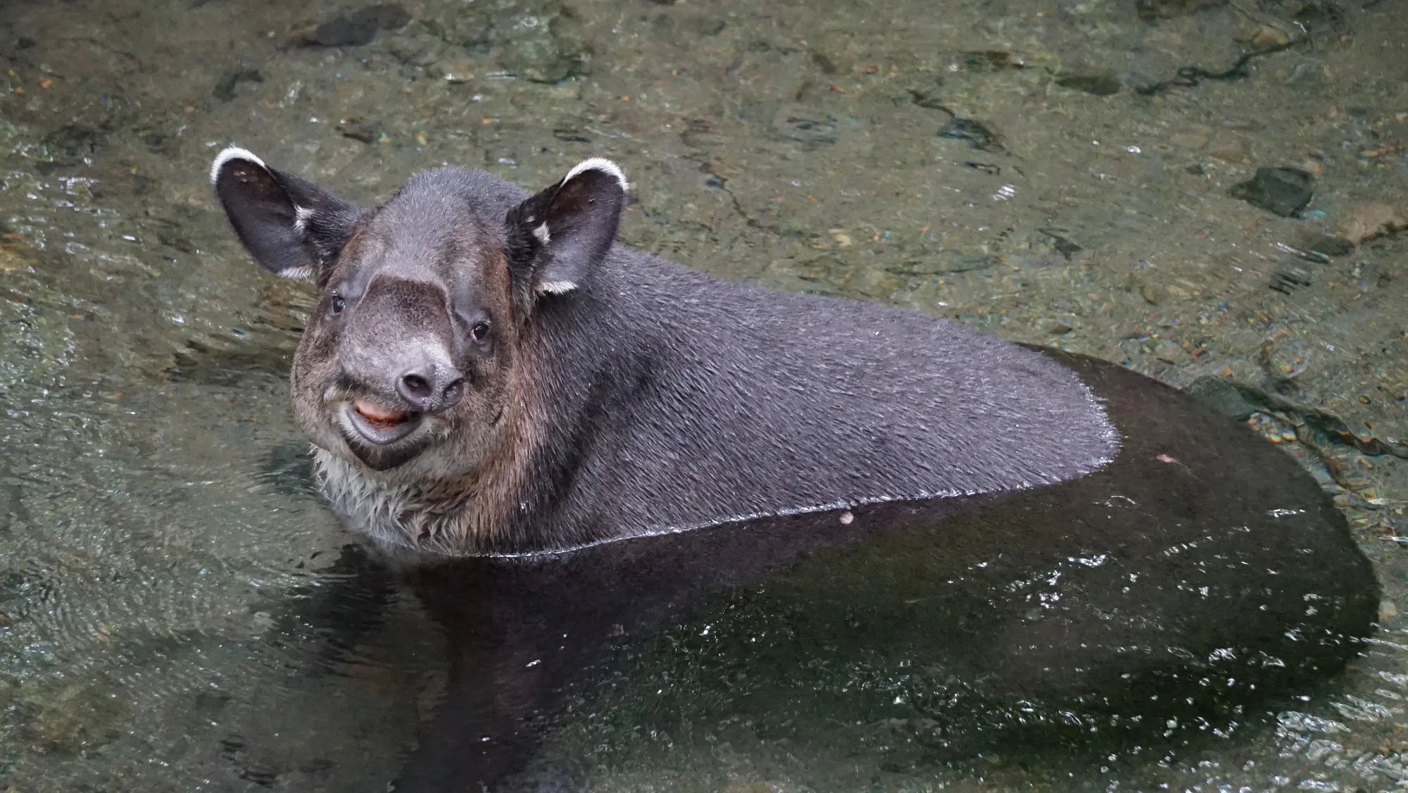 Wild Baird's tapir (danta) resting in a river in the Tenorio rainforest, Costa Rica