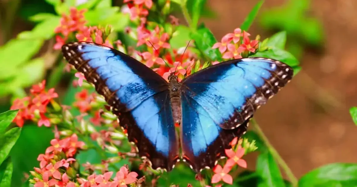 Wild blue morpho butterfly at a flowering forest edge in the Tenorio rainforest, Costa Rica