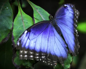 Wild blue morpho butterfly with open wings in the rainforest near Bijagua and Volcán Tenorio, Guanacaste, Costa Rica