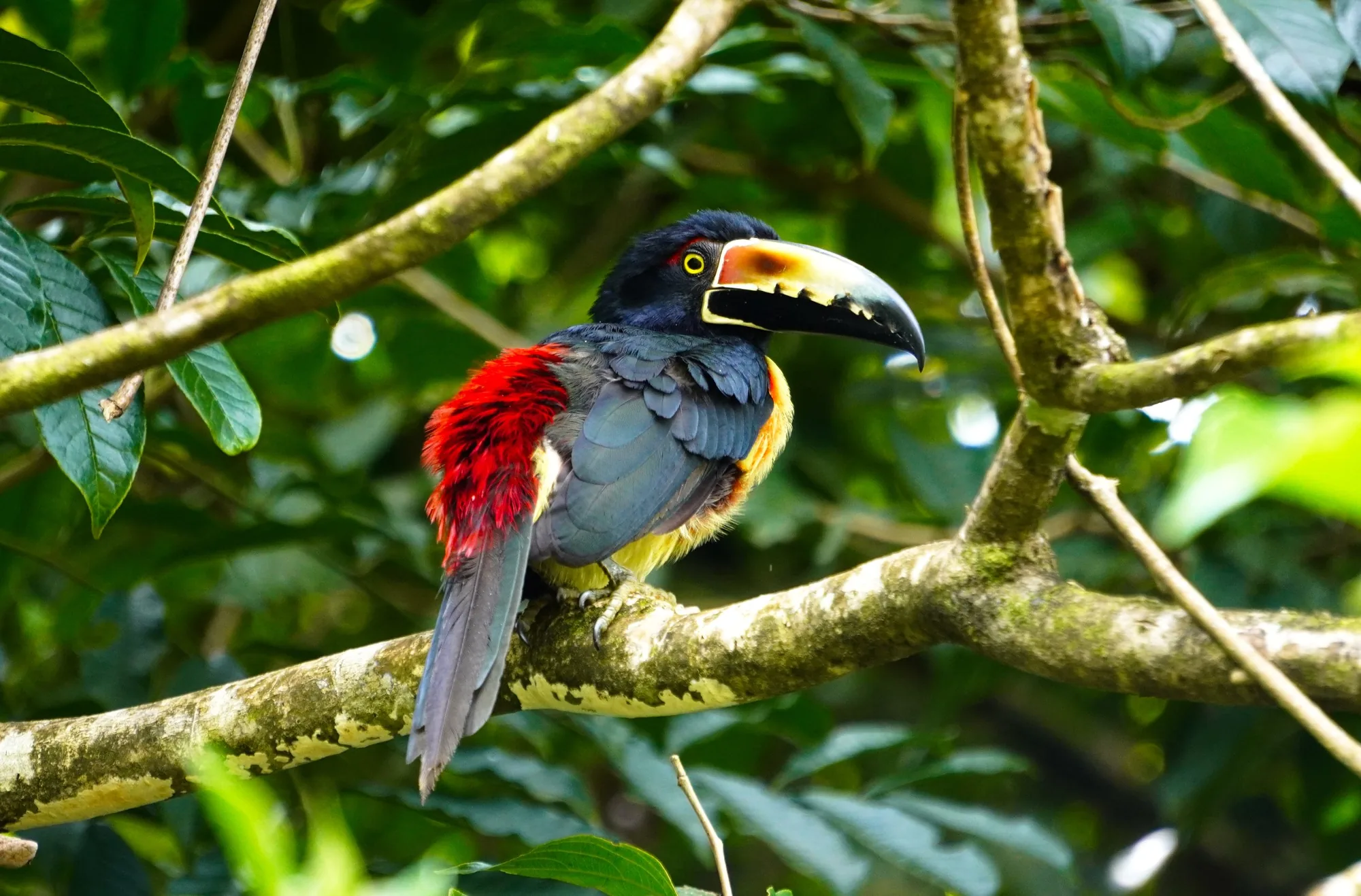 Collared aracari perched in the rainforest of Costa Rica