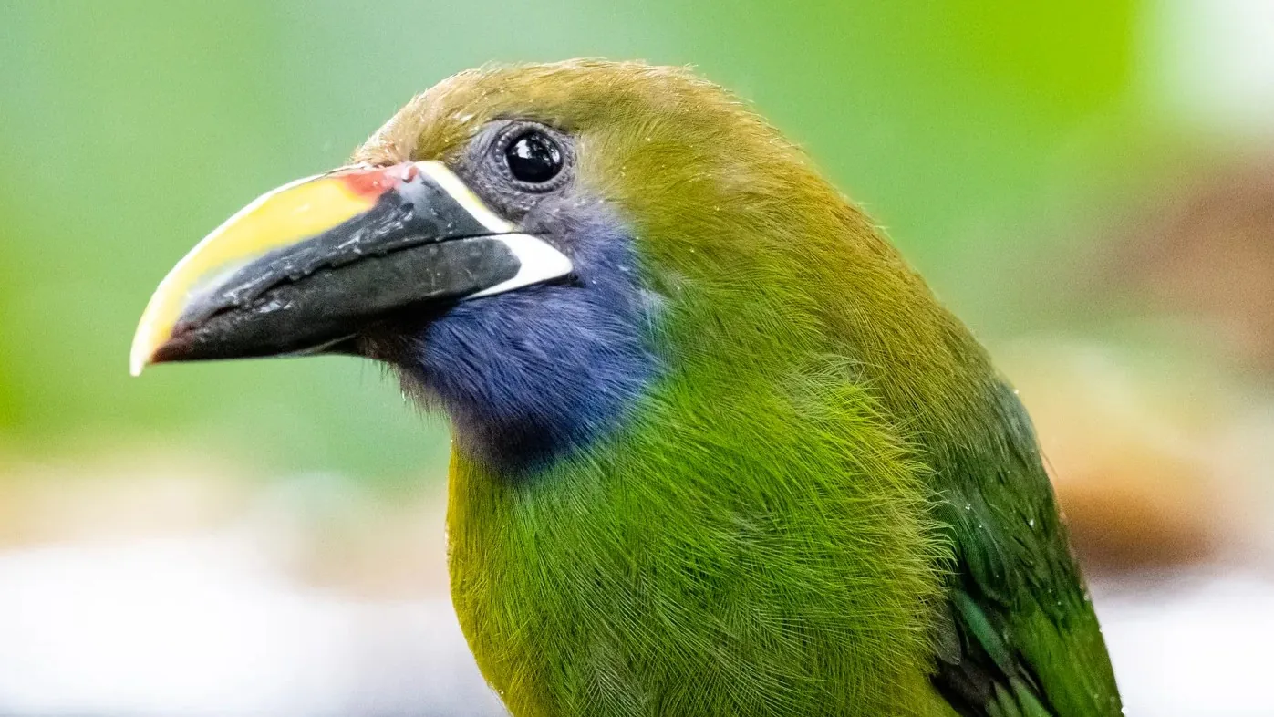 Emerald toucanet in the rainforest of Costa Rica