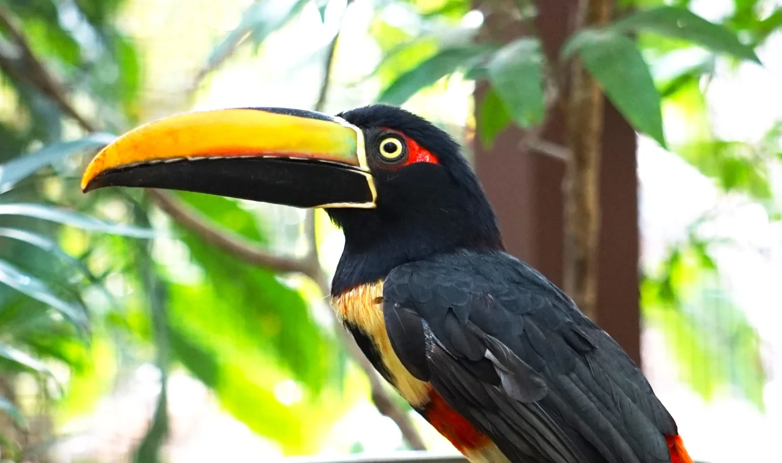 Fiery-billed aracari in the rainforest of Costa Rica