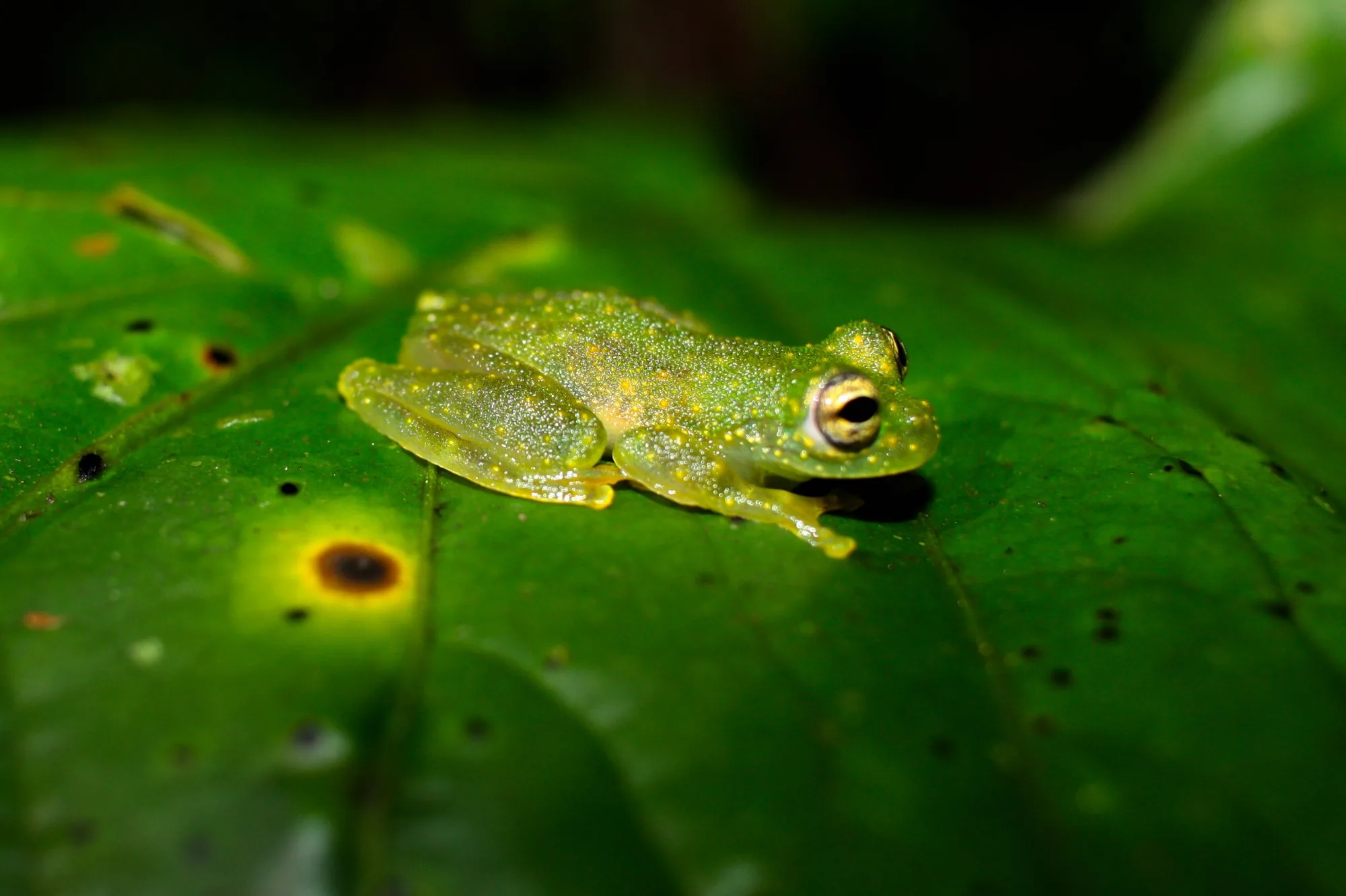 Glass frog on a leaf at night in the Tenorio rainforest, Costa Rica