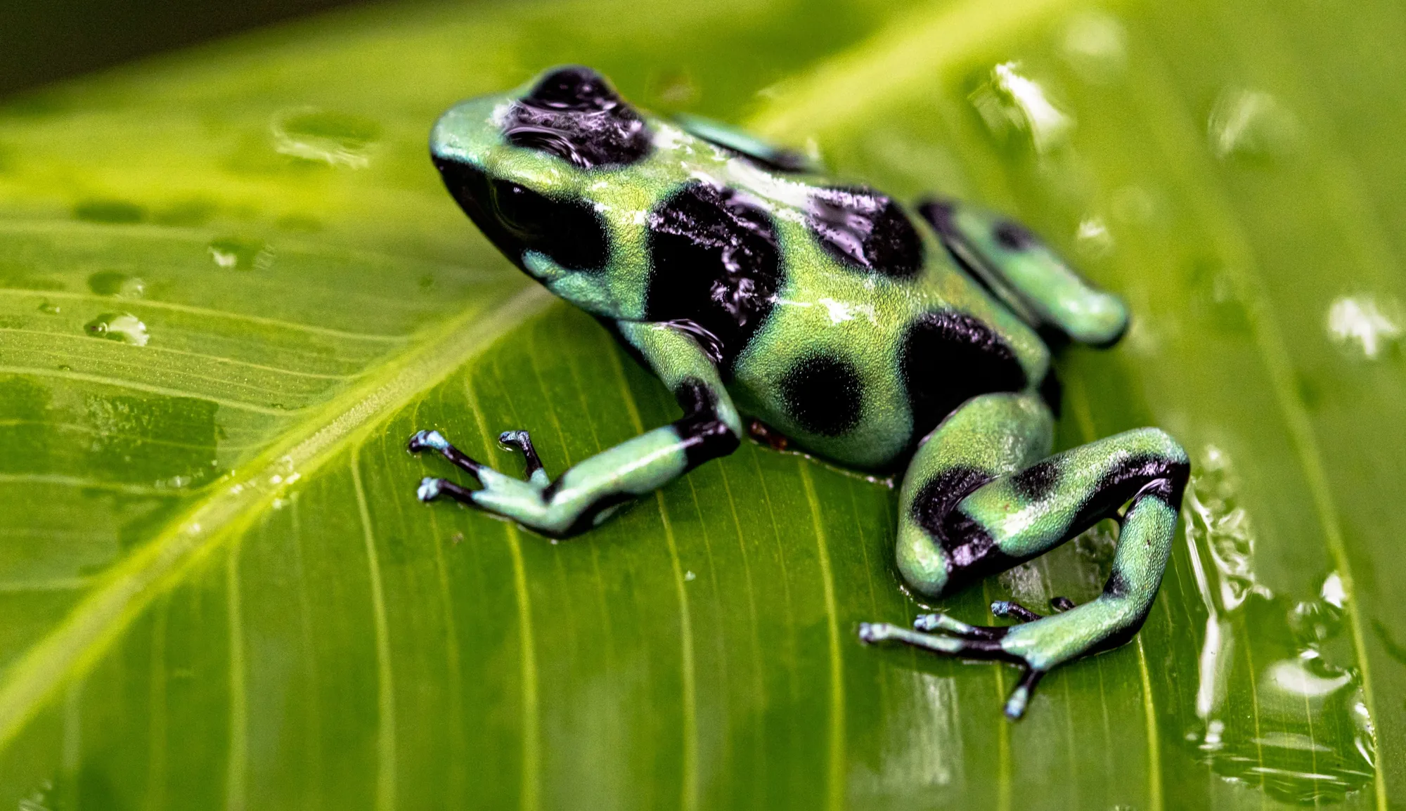 Green-and-black poison dart frog on a wet rainforest leaf, Costa Rica
