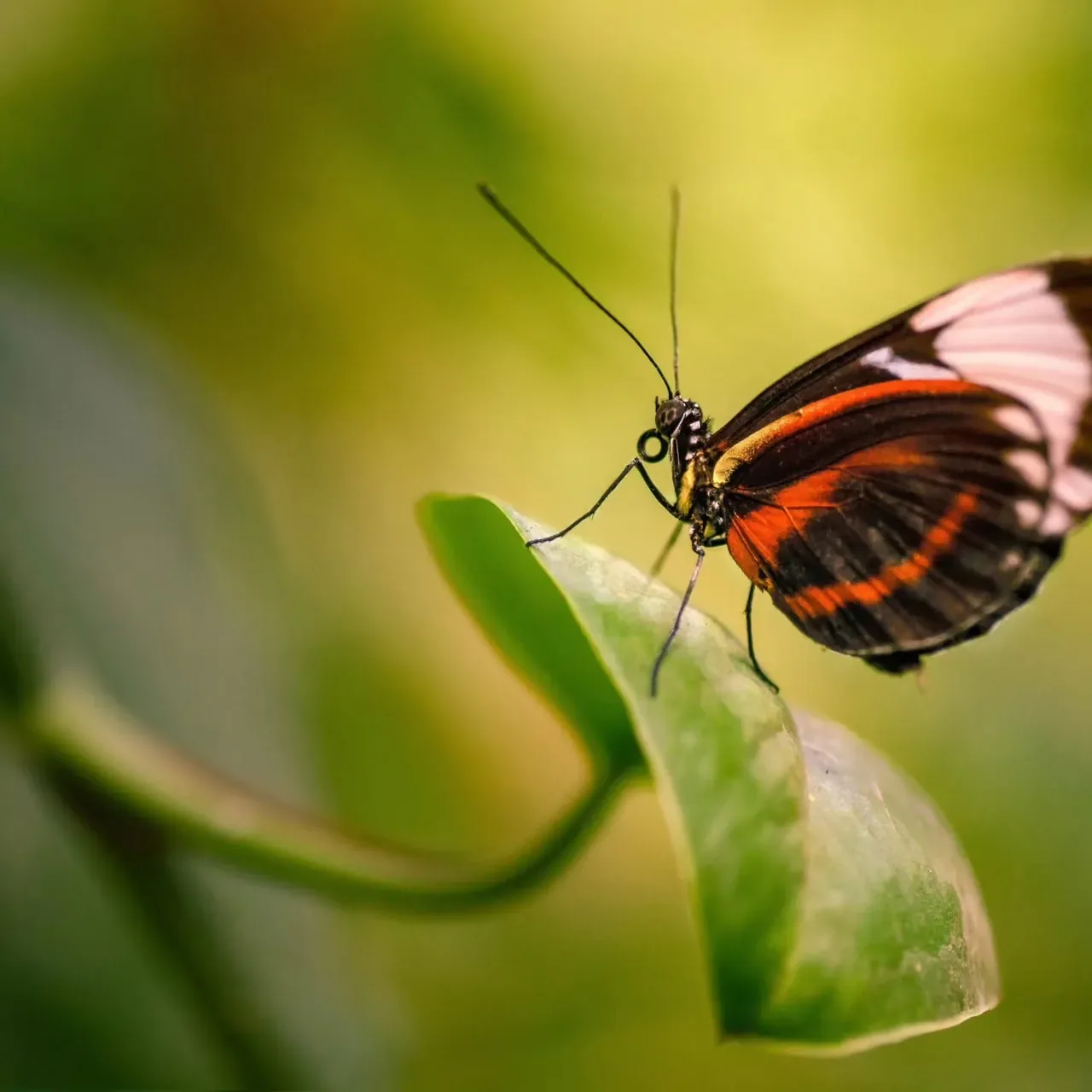 Heliconius longwing butterfly in the rainforest, Guanacaste, Costa Rica