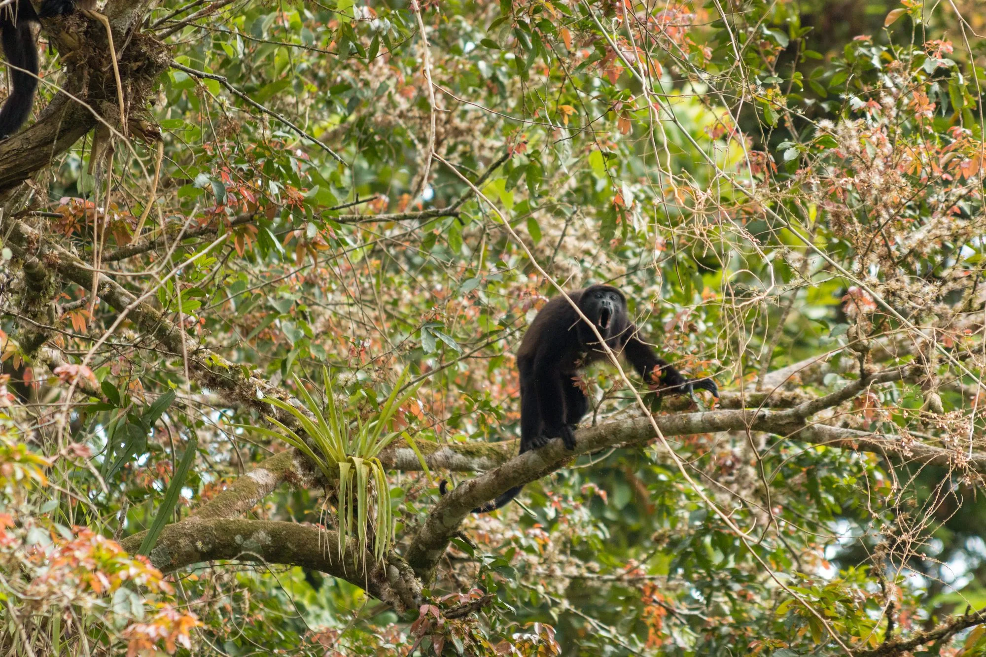 Howler monkey in the rainforest canopy, Costa Rica