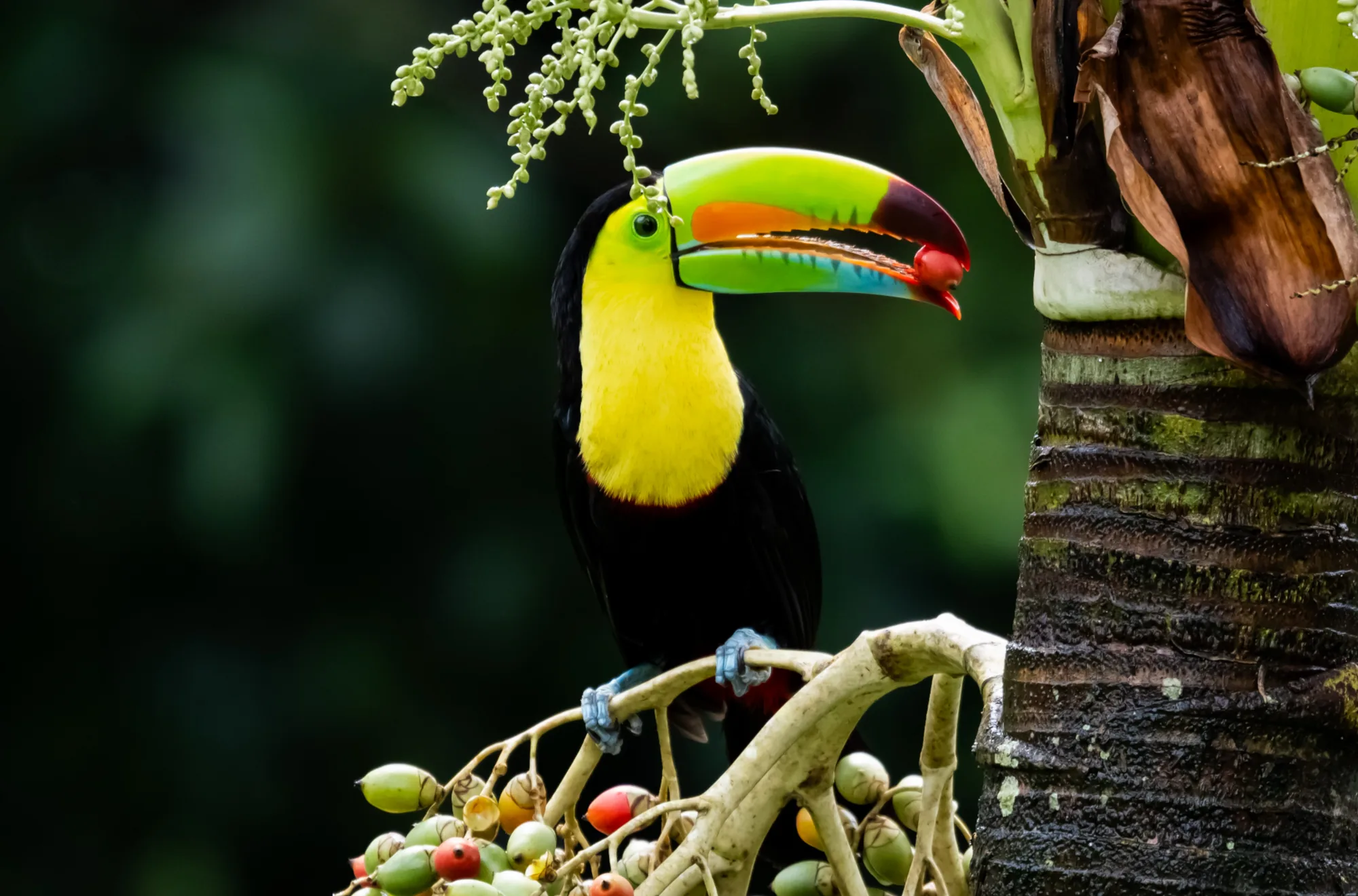 Keel-billed toucan feeding on palm fruit in Costa Rica