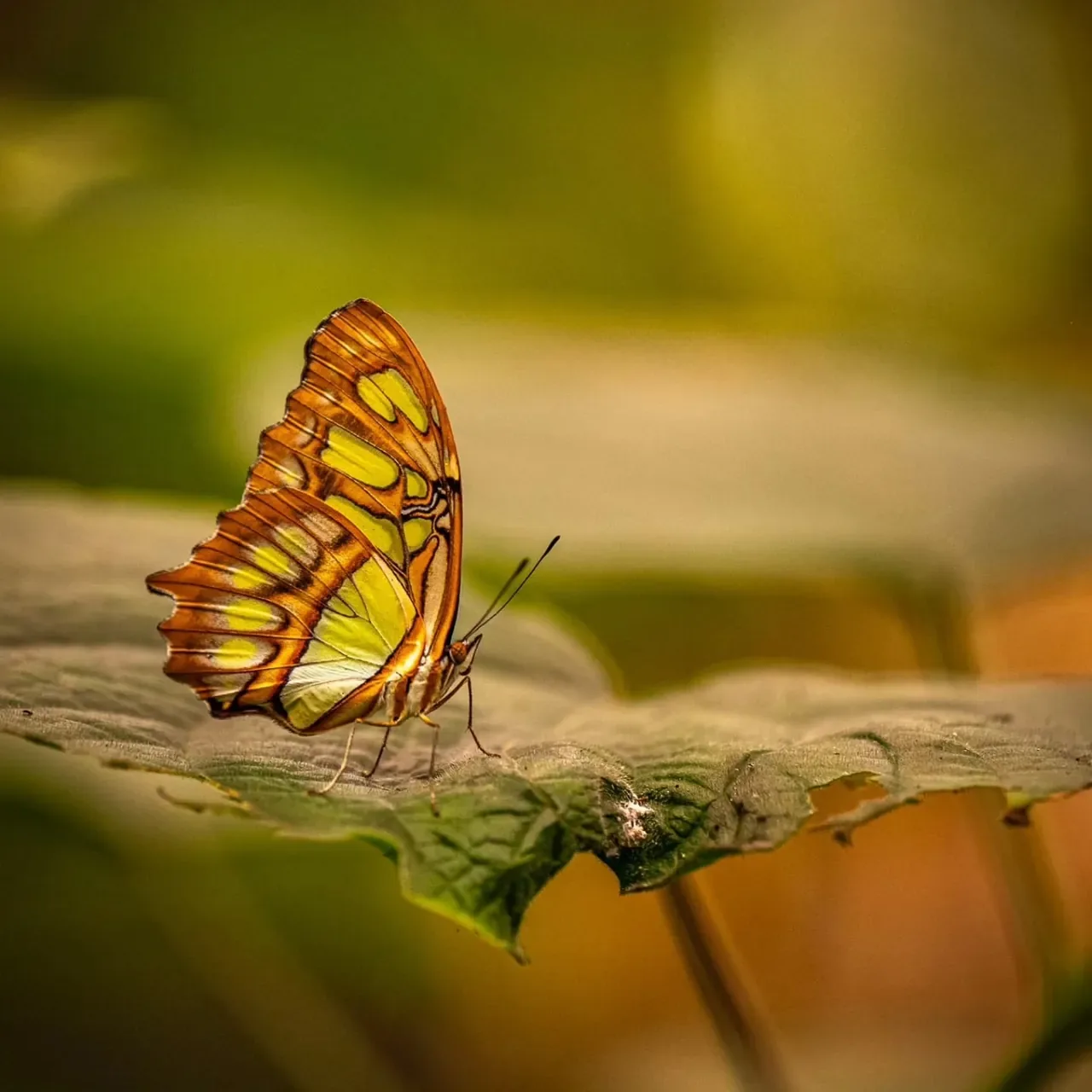 Malachite butterfly in the rainforest, Guanacaste, Costa Rica