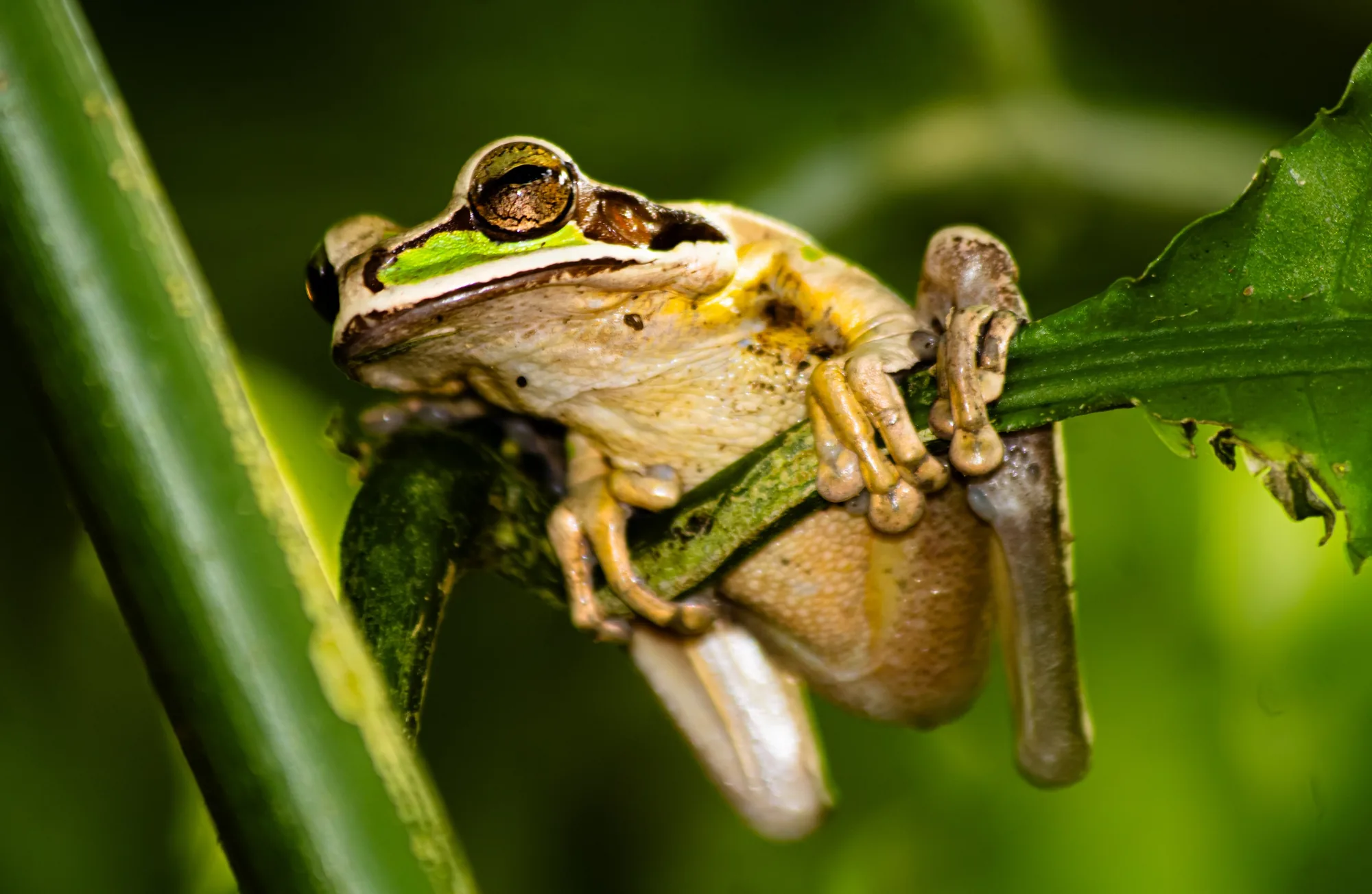 Masked tree frog (Smilisca phaeota) showing its dark eye mask, Tenorio rainforest, Costa Rica
