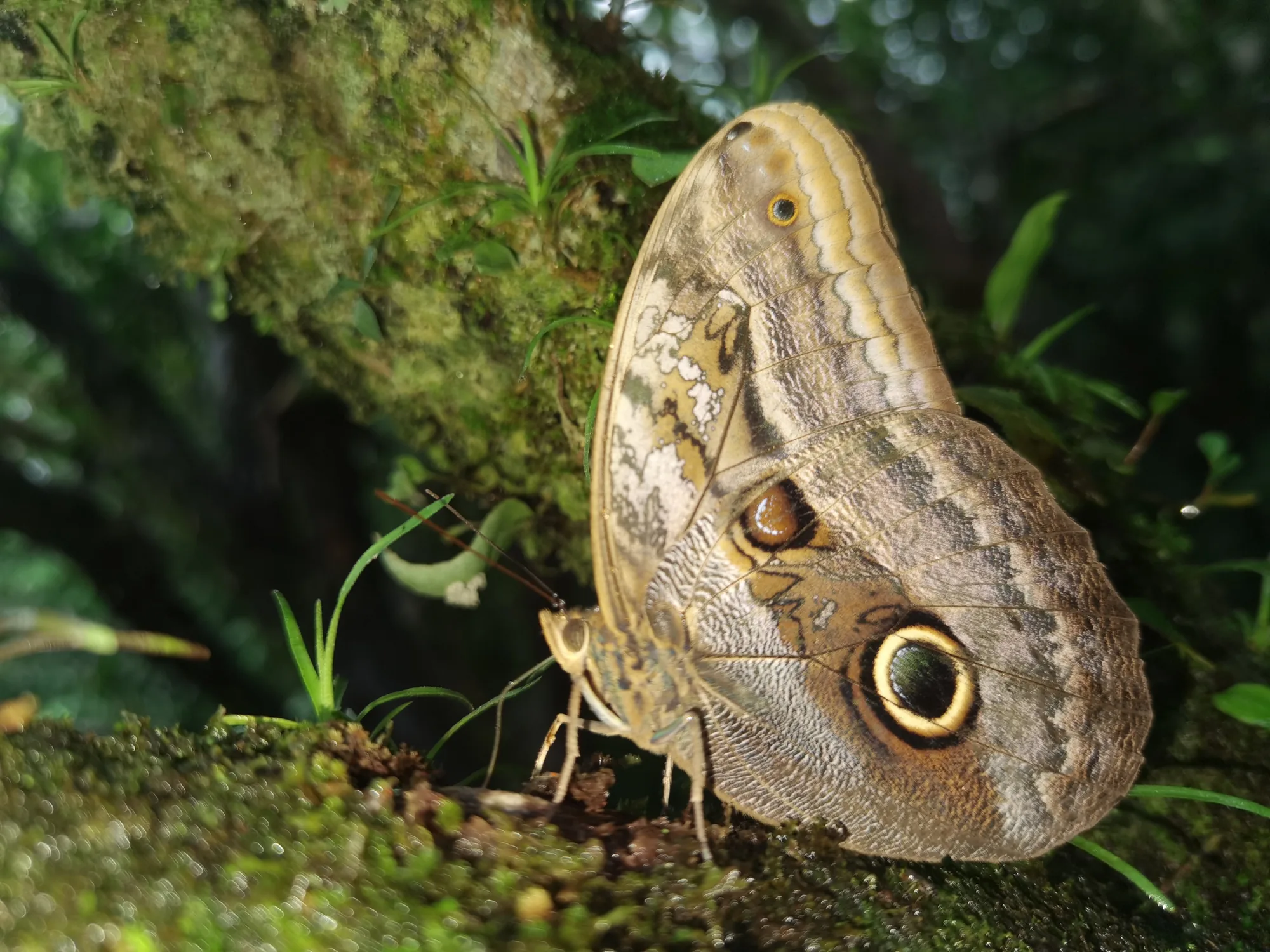 Owl butterfly (Caligo) in the Guanacaste rainforest, Costa Rica