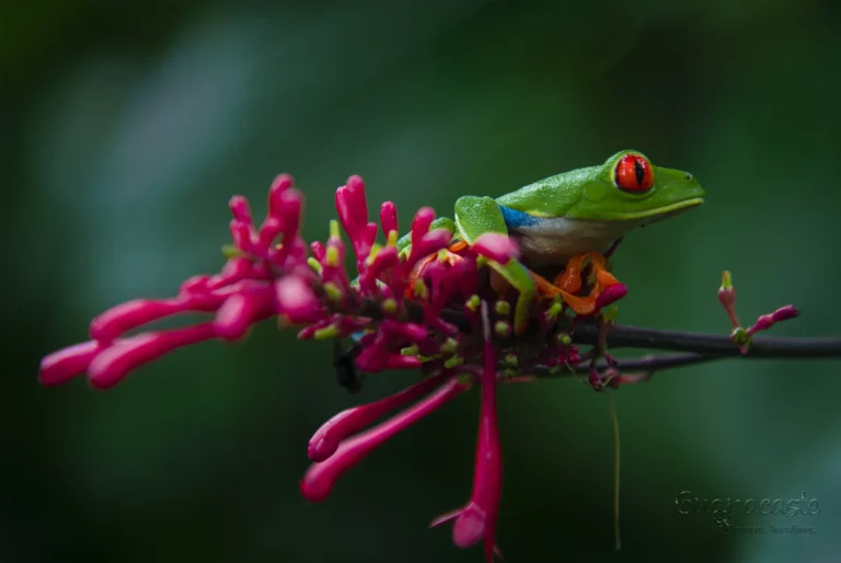 Red-eyed tree frog resting on a pink flower in the rainforest, Costa Rica