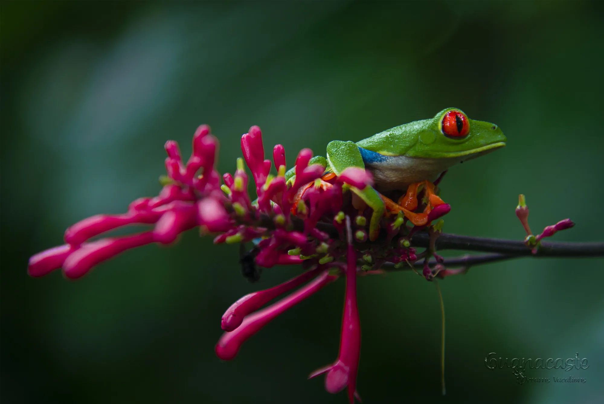 Red-eyed tree frog resting on a pink flower in the rainforest, Costa Rica