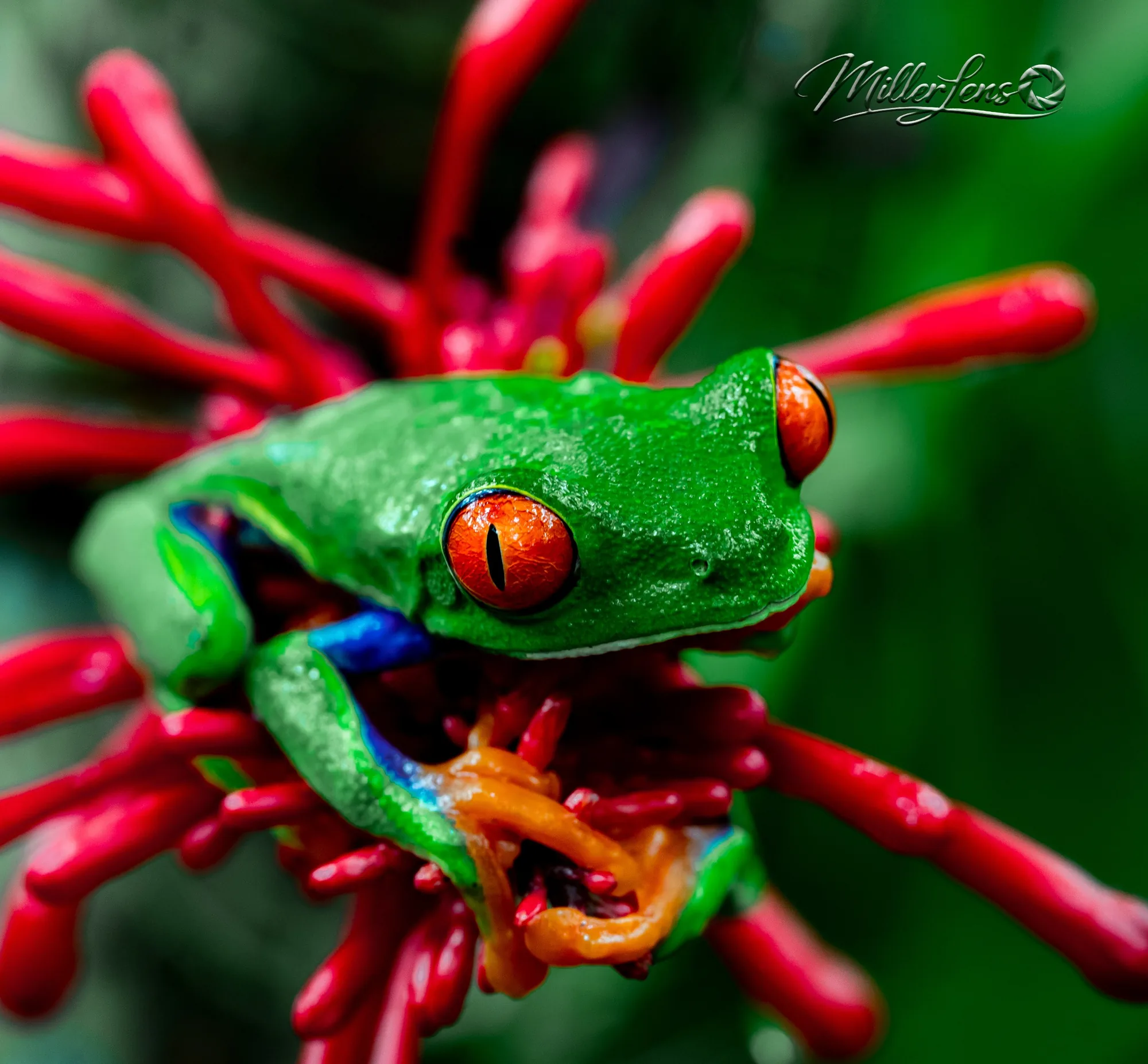 Red-eyed tree frog