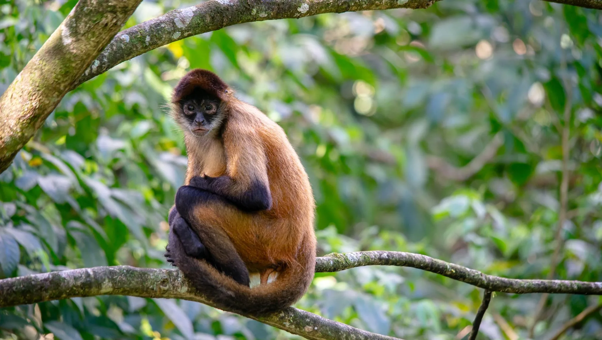 Geoffroy's spider monkey resting in a rainforest tree in Costa Rica