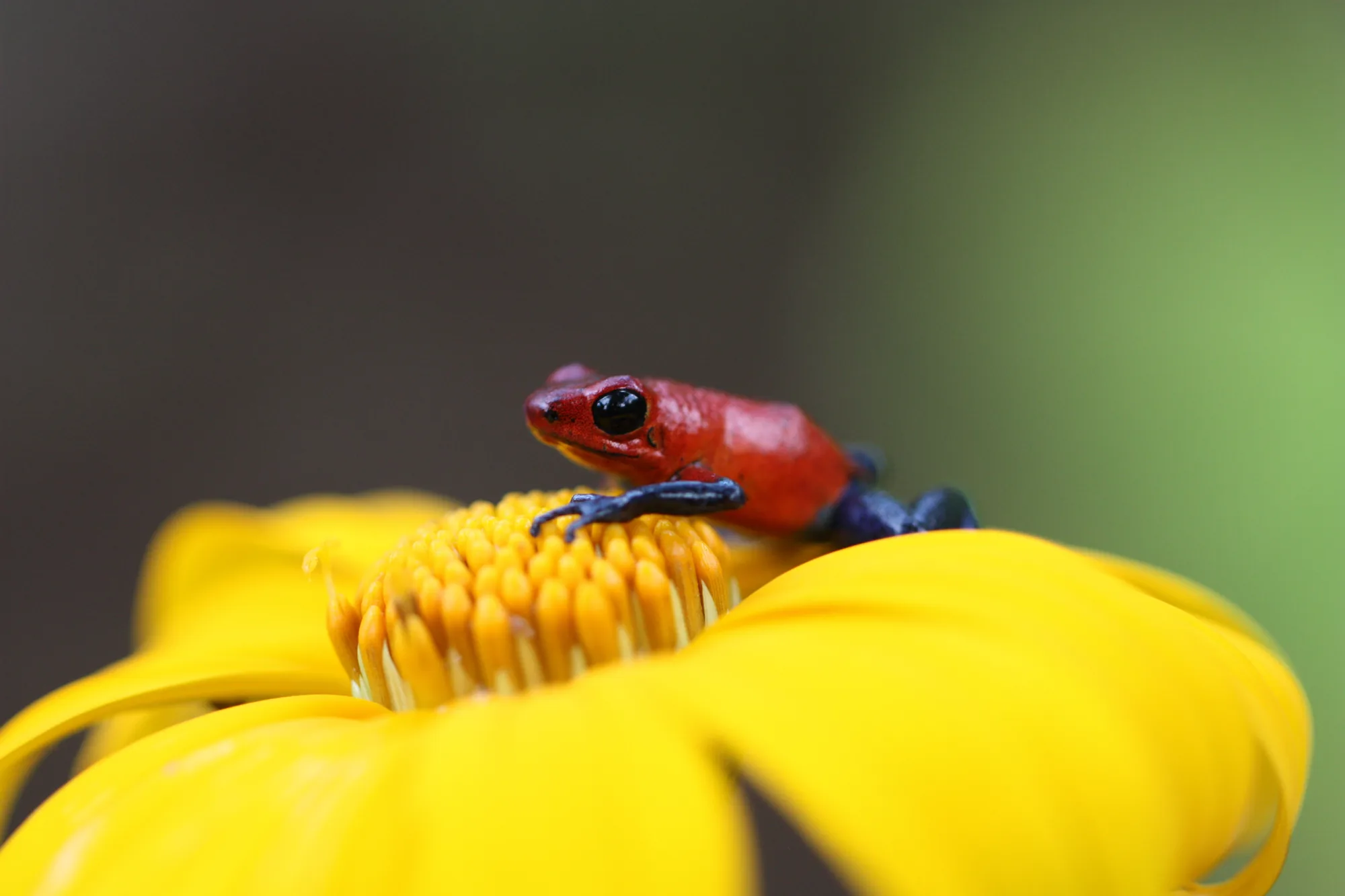 Strawberry poison dart frog (blue jeans frog) on a yellow flower, Costa Rica