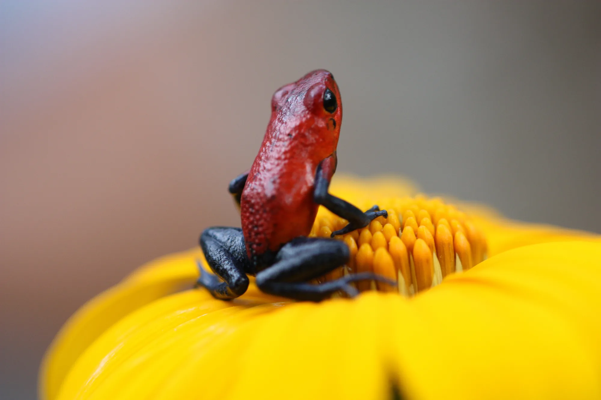Strawberry poison dart frog (blue jeans frog) in the rainforest, Costa Rica