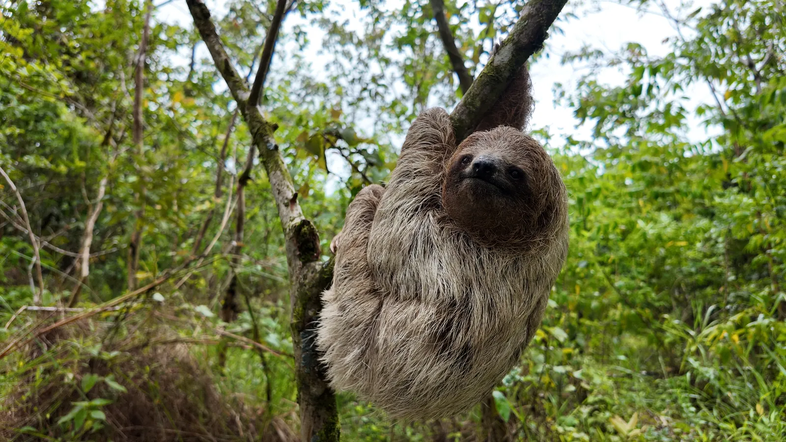 Three-toed sloth climbing a tree in the rainforest in Costa Rica