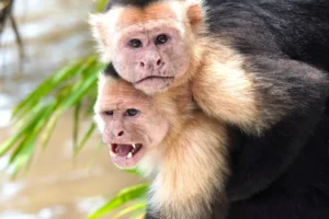 White-faced capuchin monkeys close up in the rainforest of Costa Rica