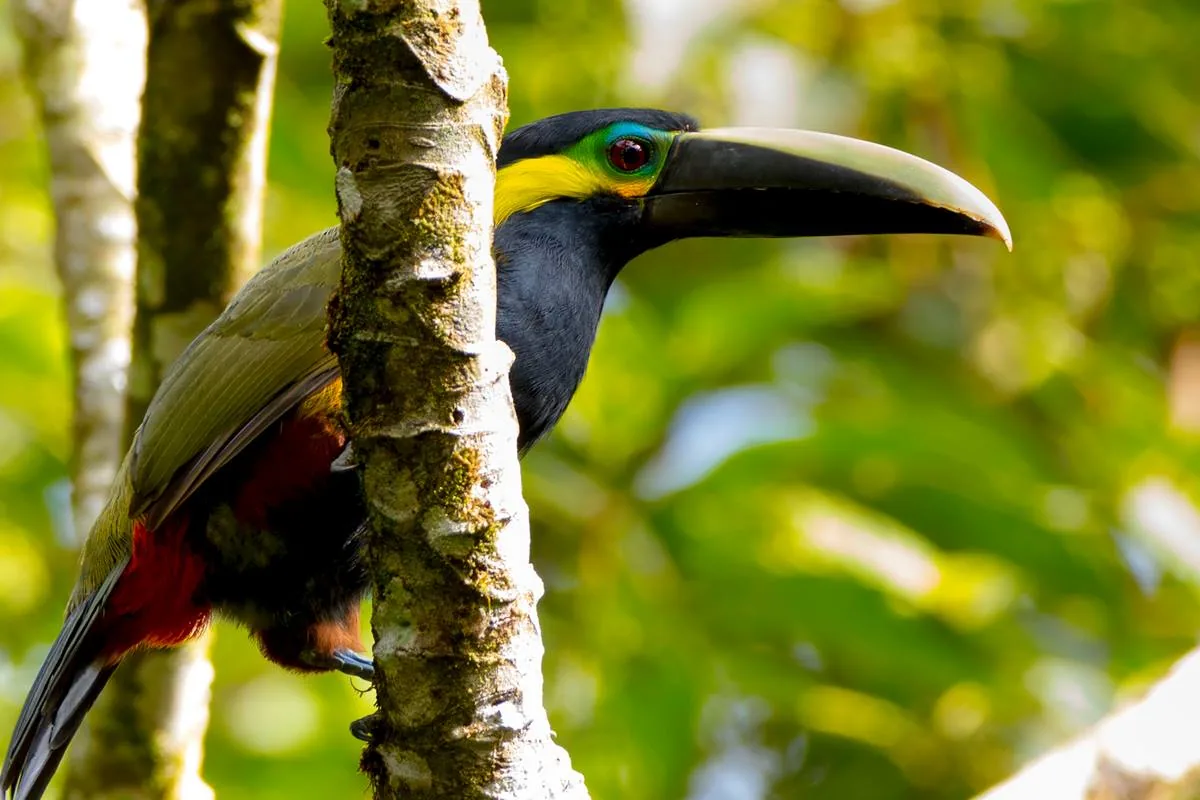 Yellow-eared toucanet perched on a tree in Costa Rica