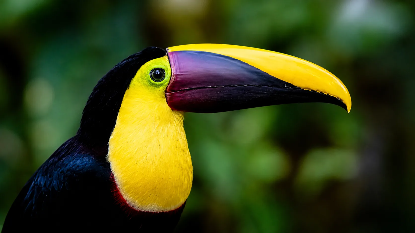 Toucan